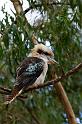 240 Grampians NP, lachvogel